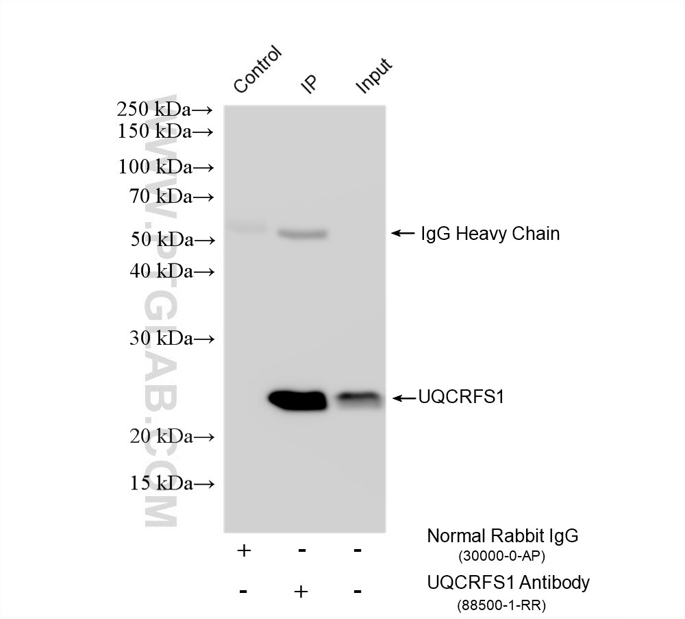 IP experiment of HeLa using 88500-1-RR Immunoprecipitation (IP) experiment of HeLa cells using UQCRFS1 Recombinant monoclonal antibody (88500-1-RR)