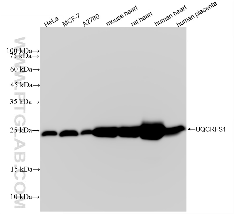 WB analysis using 88500-1-RR Western Blot (WB) analysis of various lysates using UQCRFS1 Recombinant monoclonal antibody (88500-1-RR)
