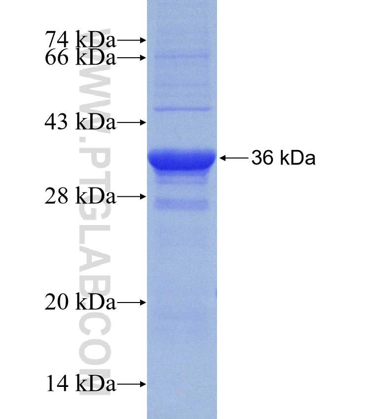 UQCRFS1 fusion protein Ag13307 SDS-PAGE