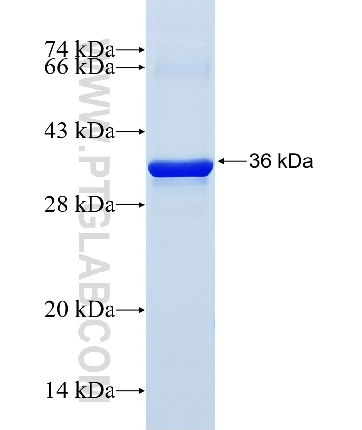 UQCRFS1 fusion protein Ag13307 SDS-PAGE