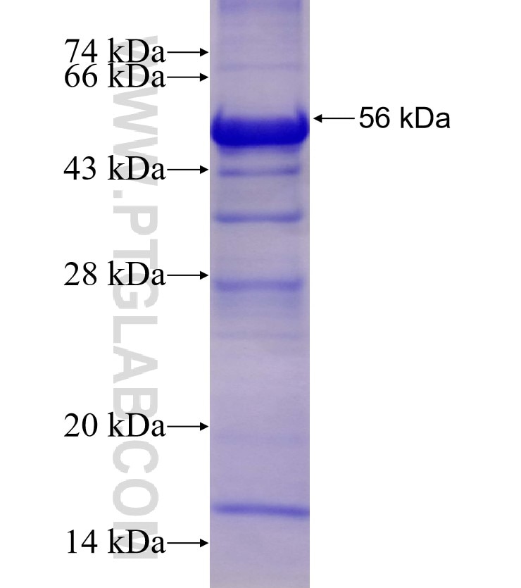 UQCRFS1 fusion protein Ag13315 SDS-PAGE
