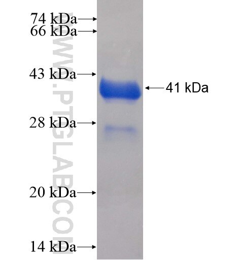 UQCRH fusion protein Ag3037 SDS-PAGE