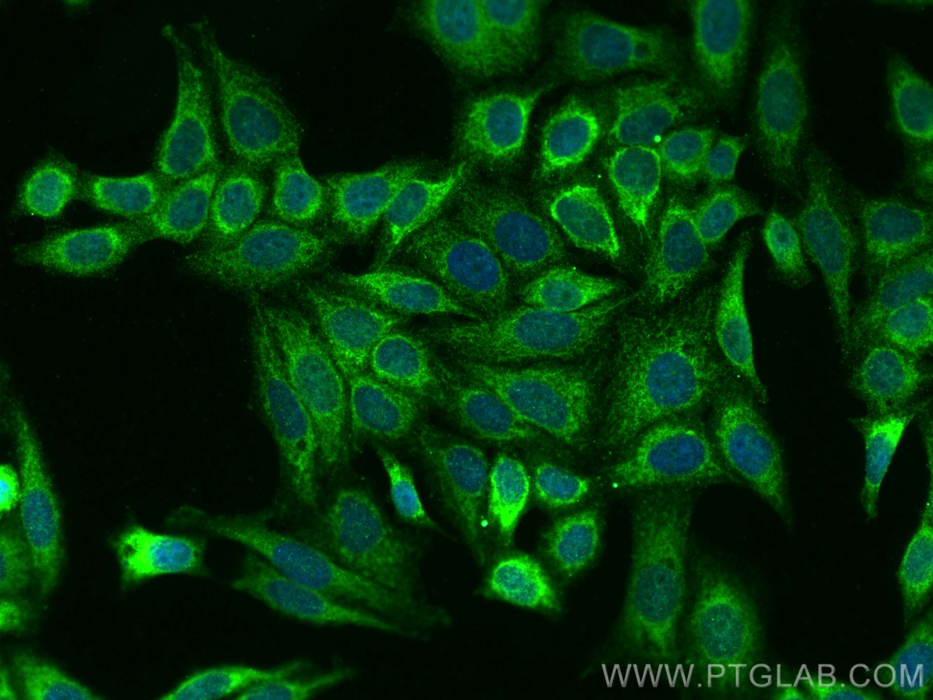 Immunofluorescence (IF) / fluorescent staining of HepG2 cells using UQCRQ Polyclonal antibody (14975-1-AP)