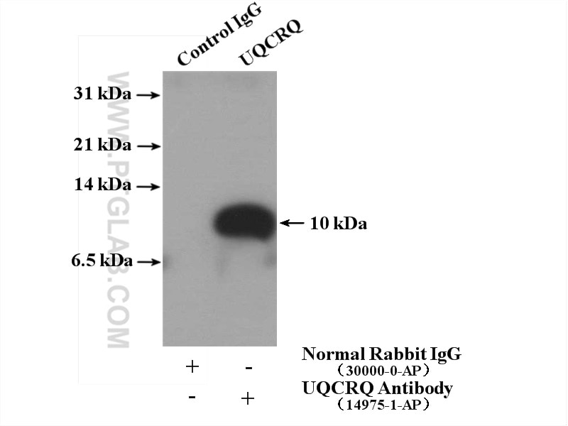 Immunoprecipitation (IP) experiment of HepG2 cells using UQCRQ Polyclonal antibody (14975-1-AP)