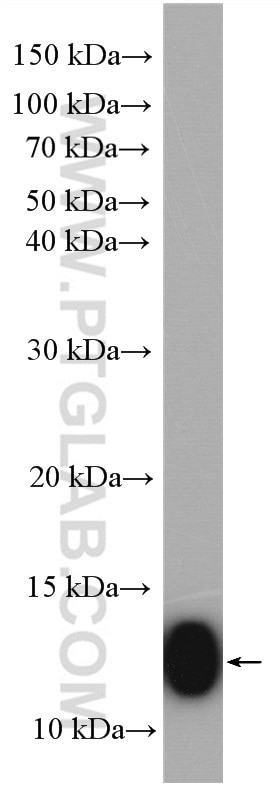 Western Blot (WB) analysis of HepG2 cells using UQCRQ Polyclonal antibody (14975-1-AP)