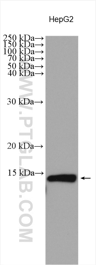 Western Blot (WB) analysis of various lysates using UQCRQ Polyclonal antibody (14975-1-AP)