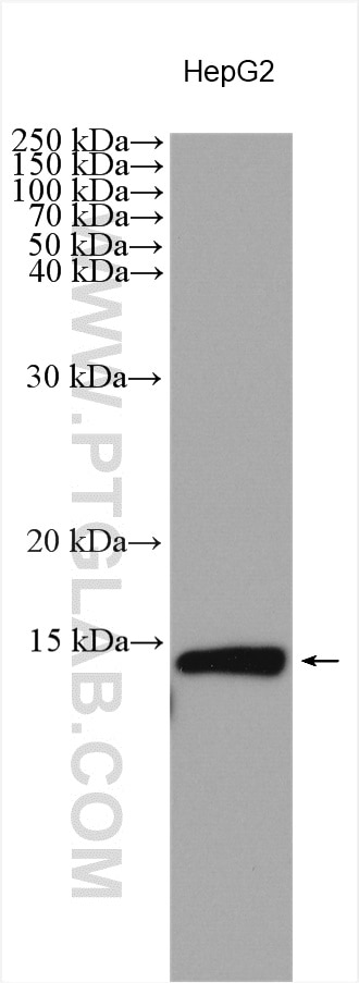 WB analysis using 14975-1-AP