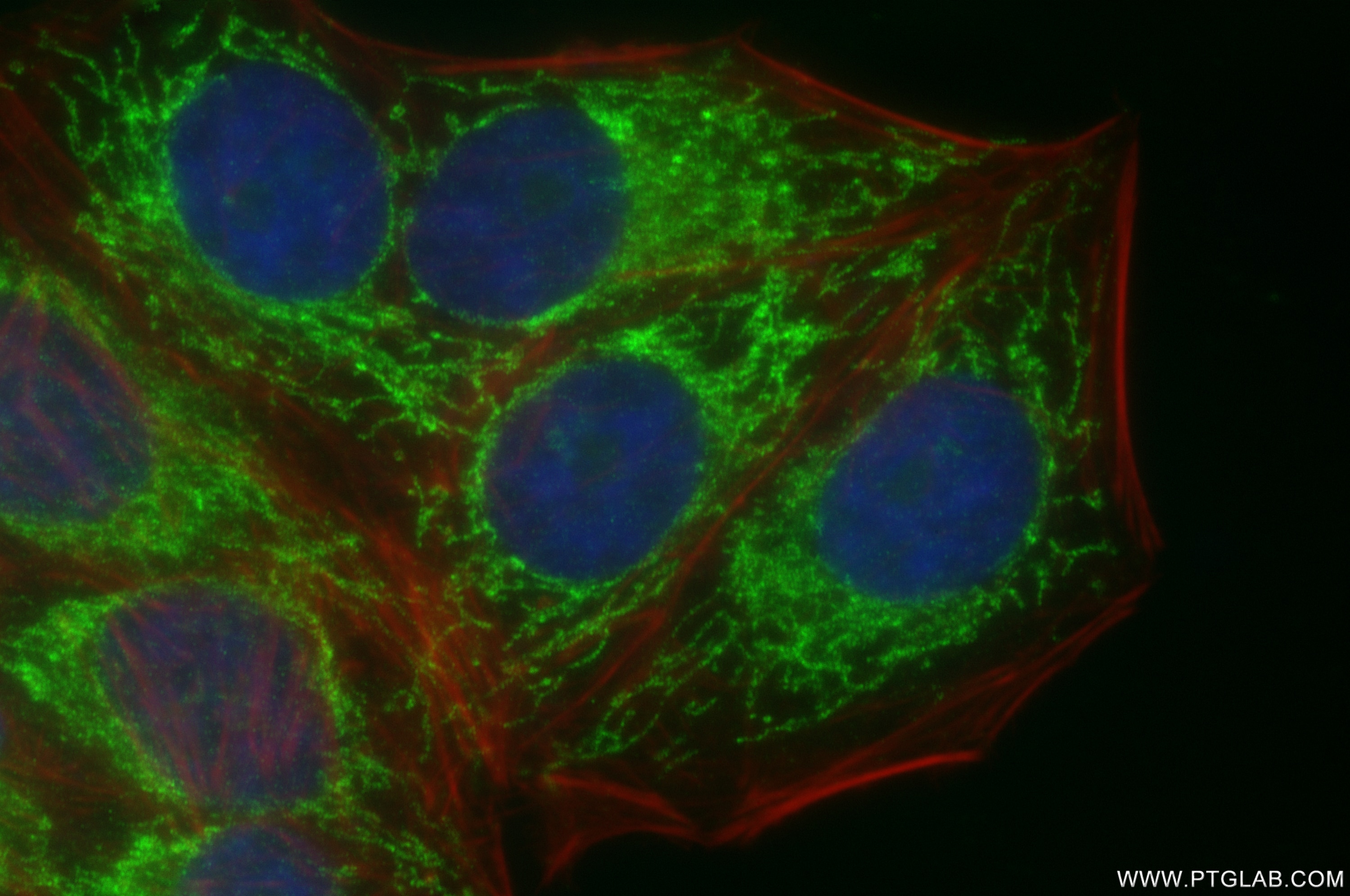 Immunofluorescence (IF) / fluorescent staining of HepG2 cells using UQCRQ Recombinant monoclonal antibody (87199-1-RR)