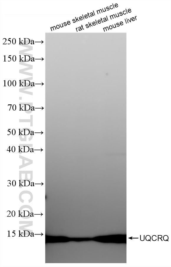 Western Blot (WB) analysis of various lysates using UQCRQ Recombinant monoclonal antibody (87199-1-RR)