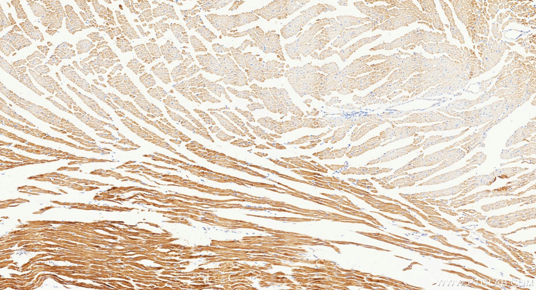 IHC staining of mouse heart using Biotin-87199 Immunohistochemistry (IHC) staining of mouse heart tissue using Biotin-conjugated UQCRQ Recombinant monoclonal ant (Biotin-87199)