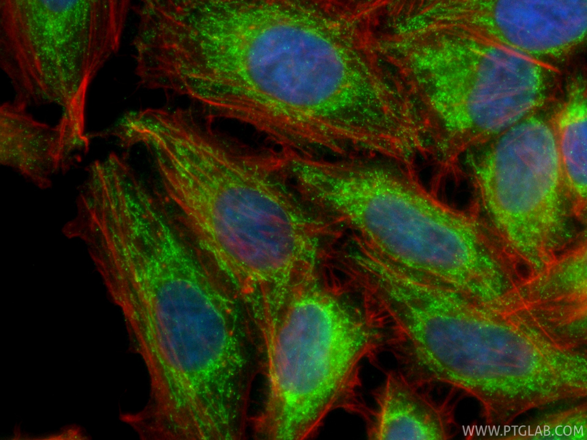 Immunofluorescence (IF) / fluorescent staining of HepG2 cells using CoraLite® Plus 488-conjugated UQCRQ Recombinant mo (CL488-87199)