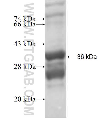 UQCRQ fusion protein Ag6886 SDS-PAGE