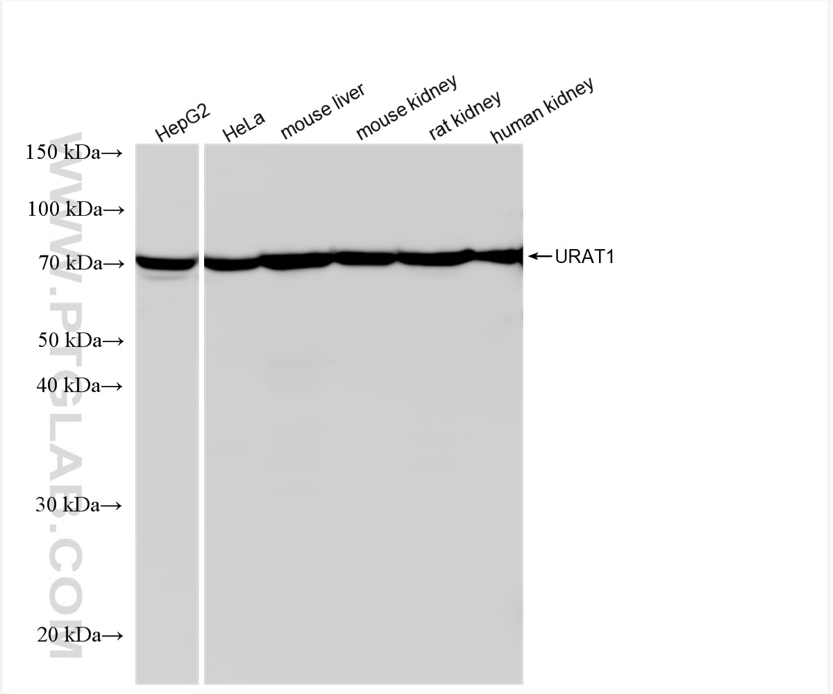 WB analysis using 82964-1-RR