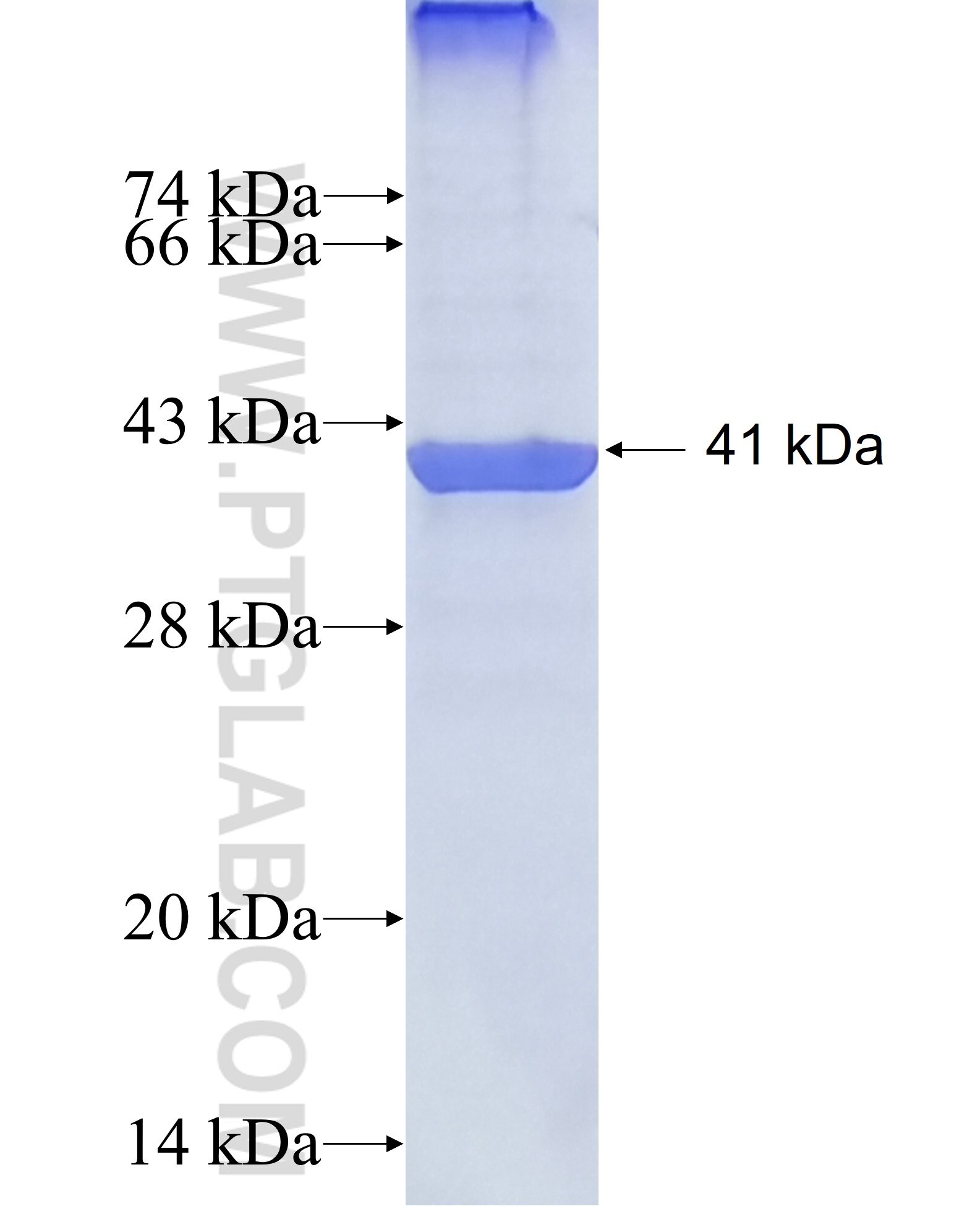 URAT1 fusion protein Ag27805 SDS-PAGE
