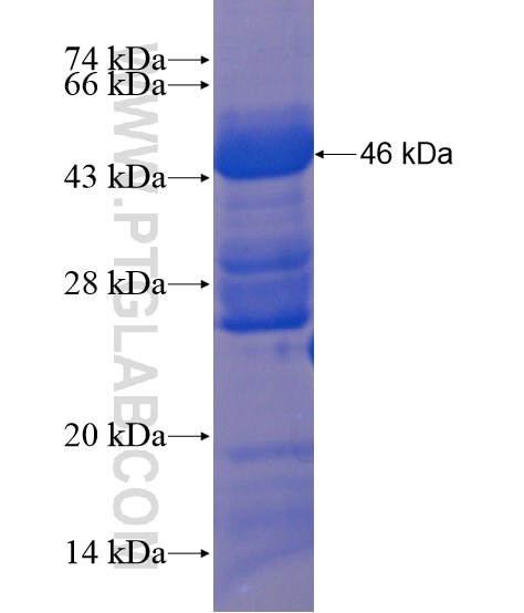 URB2 fusion protein Ag21667 SDS-PAGE