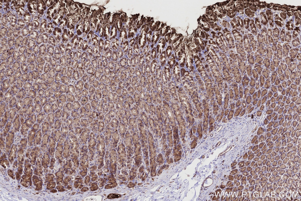 IHC staining of rat stomach using 67144-1-Ig Immunohistochemistry (IHC) staining of rat stomach tissue using URG4 Monoclonal antibody (67144-1-Ig)