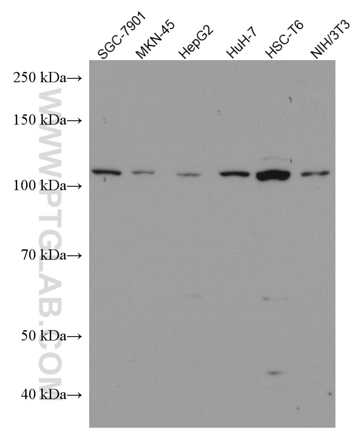 Western Blot (WB) analysis of various lysates using URG4 Monoclonal antibody (67144-1-Ig)