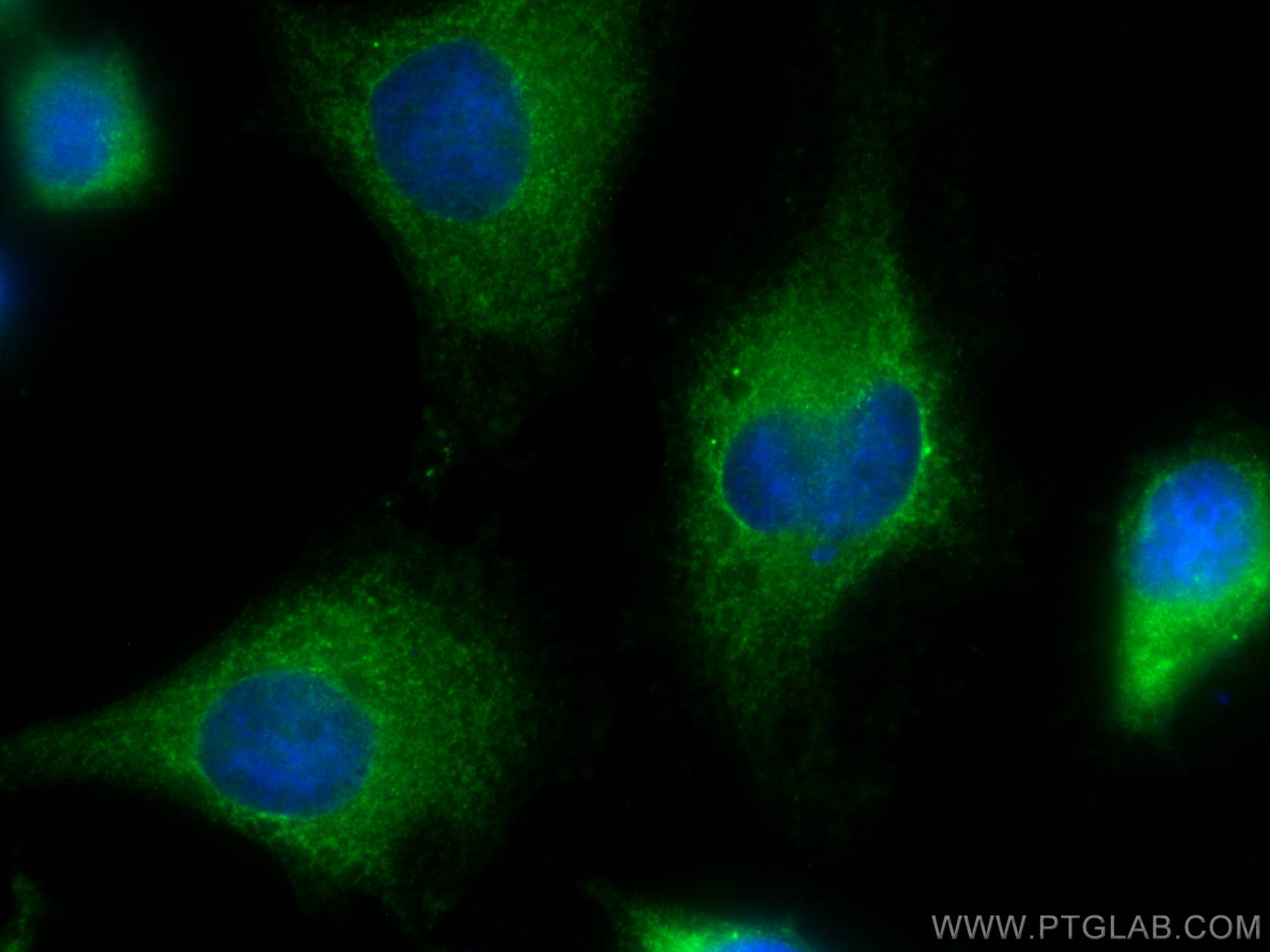 Immunofluorescence (IF) / fluorescent staining of HeLa cells using CoraLite® Plus 488-conjugated URG4 Monoclonal anti (CL488-67144)