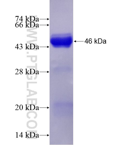 URG4 fusion protein Ag28635 SDS-PAGE