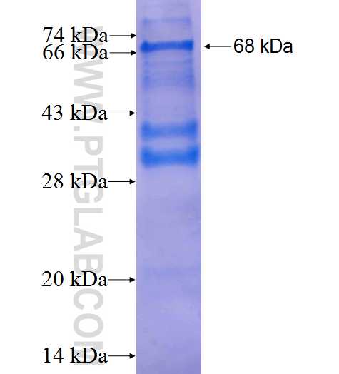 URG4 fusion protein Ag2630 SDS-PAGE
