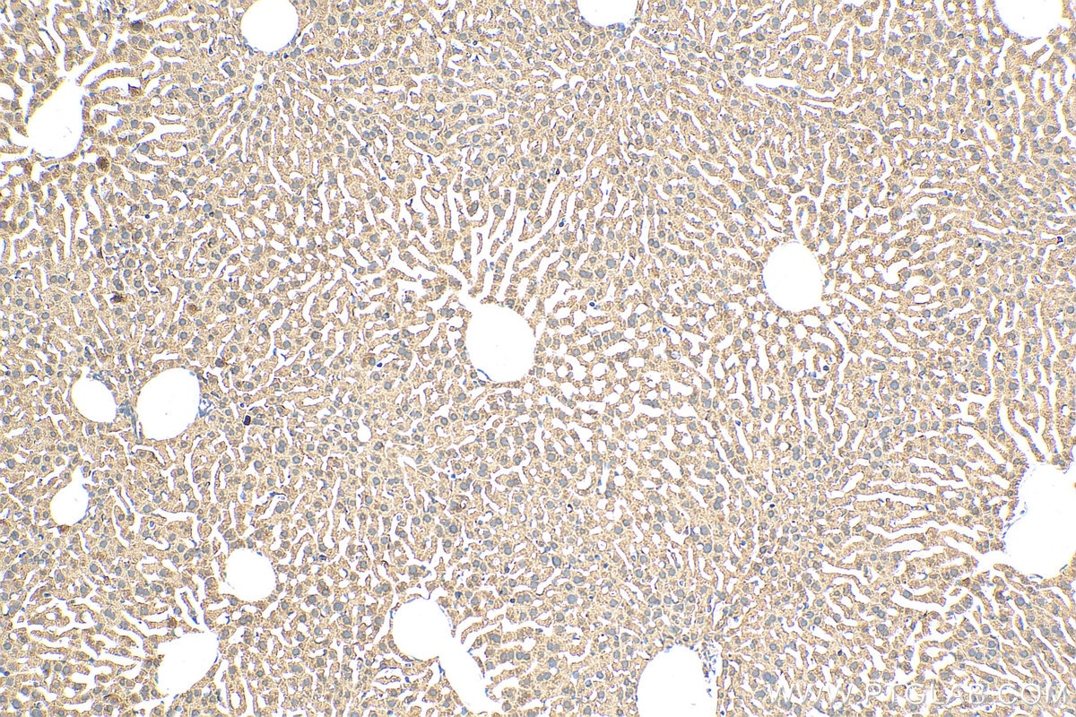 Immunohistochemistry (IHC) staining of mouse liver tissue using URM1 Polyclonal antibody (15285-1-AP)