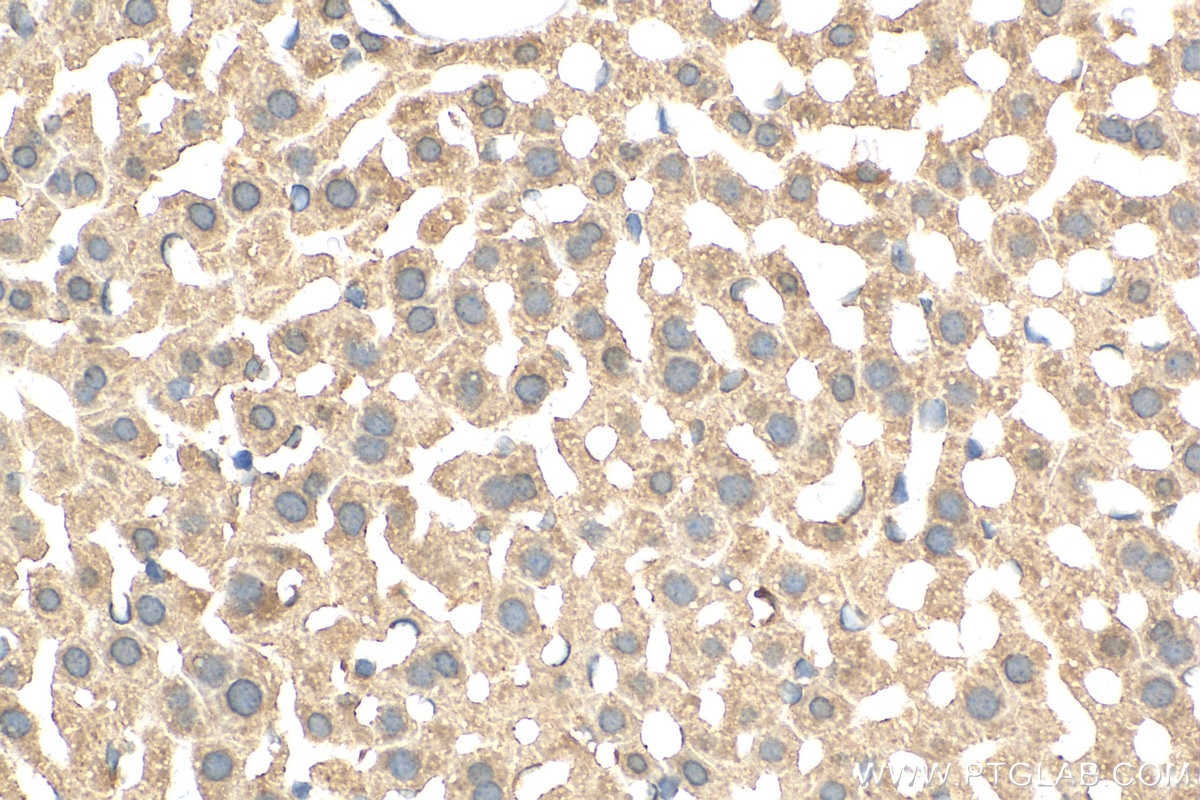 Immunohistochemistry (IHC) staining of mouse liver tissue using URM1 Polyclonal antibody (15285-1-AP)