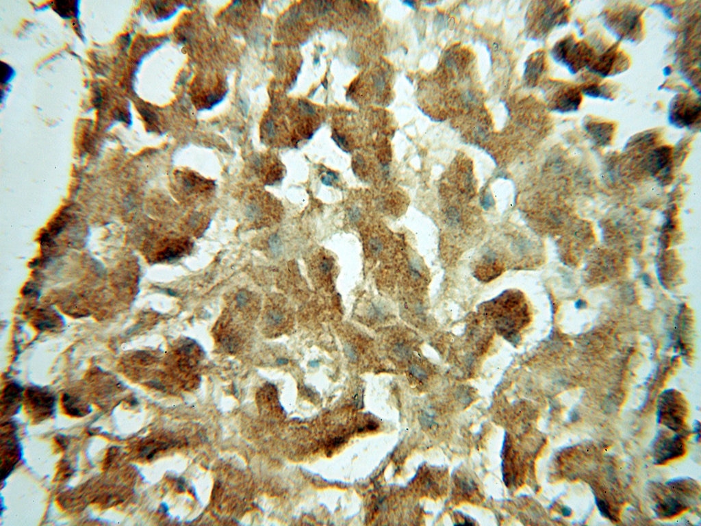 Immunohistochemistry (IHC) staining of human liver tissue using URM1 Polyclonal antibody (15285-1-AP)