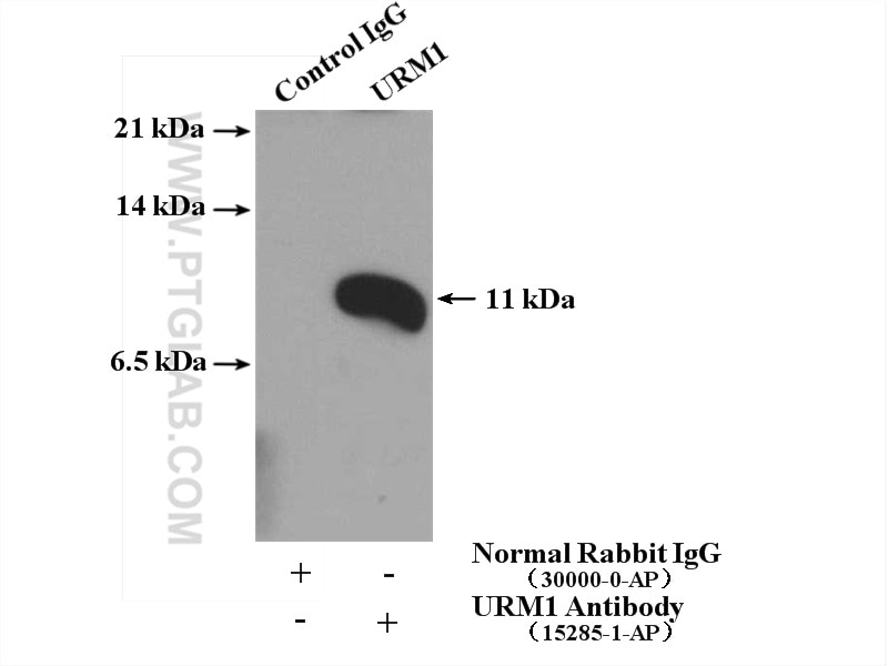 Immunoprecipitation (IP) experiment of HepG2 cells using URM1 Polyclonal antibody (15285-1-AP)