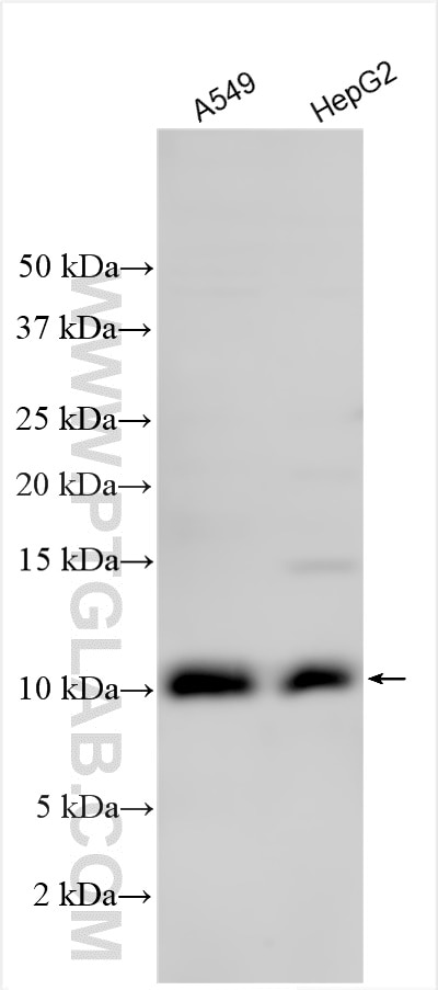 Western Blot (WB) analysis of various lysates using URM1 Polyclonal antibody (15285-1-AP)