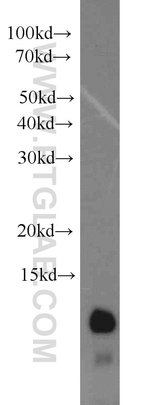 Western Blot (WB) analysis of HepG2 cells using URM1 Polyclonal antibody (15285-1-AP)