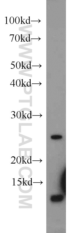 Western Blot (WB) analysis of HepG2 cells using URM1 Polyclonal antibody (15285-1-AP)
