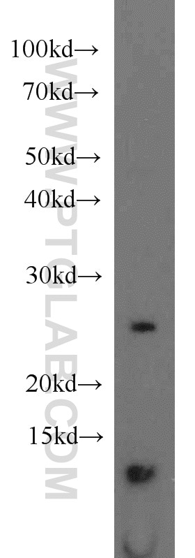 Western Blot (WB) analysis of mouse liver tissue using URM1 Polyclonal antibody (15285-1-AP)