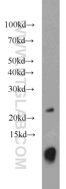 Western Blot (WB) analysis of human placenta tissue using URM1 Polyclonal antibody (15285-1-AP)