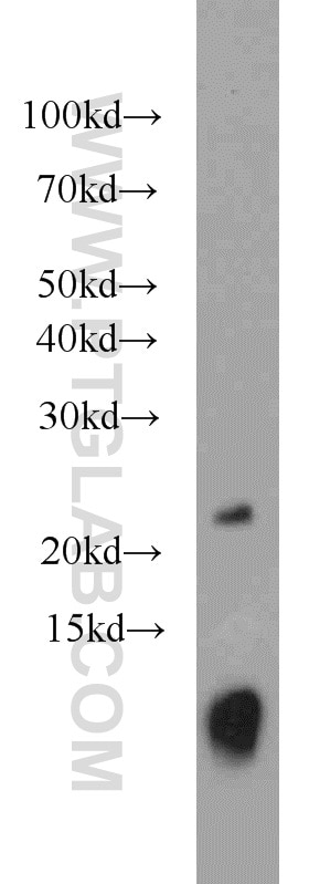 Western Blot (WB) analysis of human placenta tissue using URM1 Polyclonal antibody (15285-1-AP)
