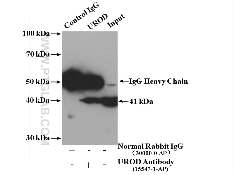 Immunoprecipitation (IP) experiment of K-562 cells using UROD Polyclonal antibody (15547-1-AP)