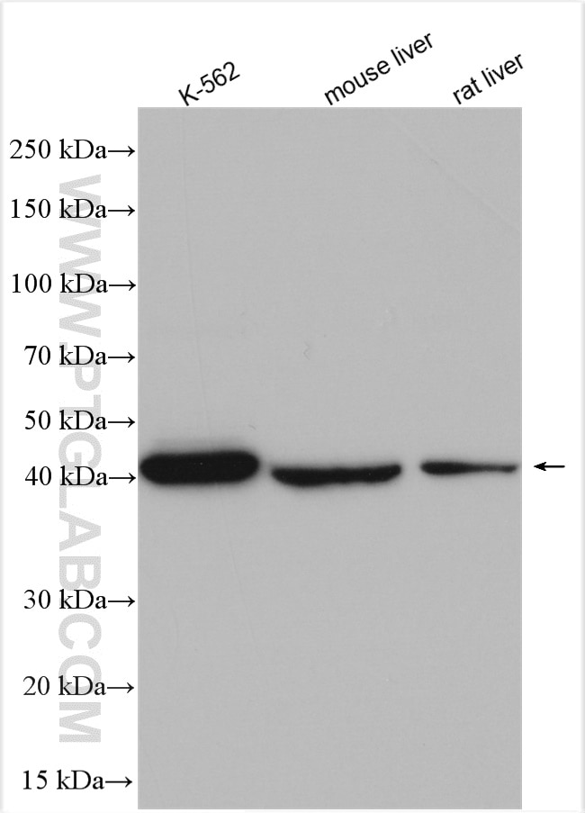 Western Blot (WB) analysis of various lysates using UROD Polyclonal antibody (15547-1-AP)