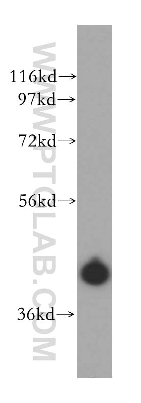 Western Blot (WB) analysis of HepG2 cells using UROD Polyclonal antibody (15547-1-AP)
