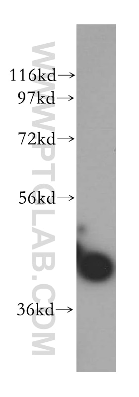 Western Blot (WB) analysis of HEK-293 cells using UROD Polyclonal antibody (15547-1-AP)