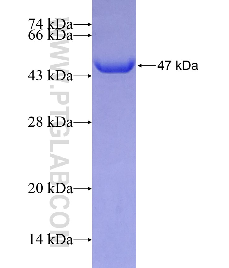UROD fusion protein Ag8124 SDS-PAGE