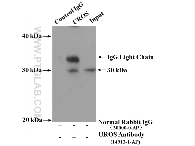 Immunoprecipitation (IP) experiment of K-562 cells using UROS Polyclonal antibody (14913-1-AP)