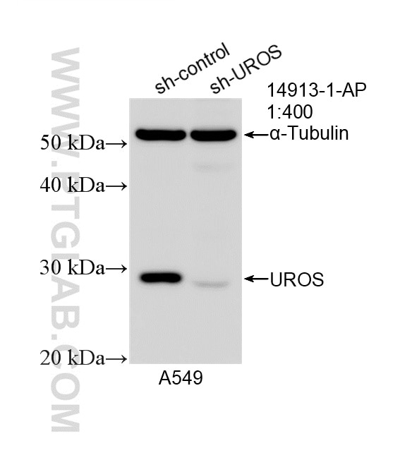 Western Blot (WB) analysis of A549 cells using UROS Polyclonal antibody (14913-1-AP)