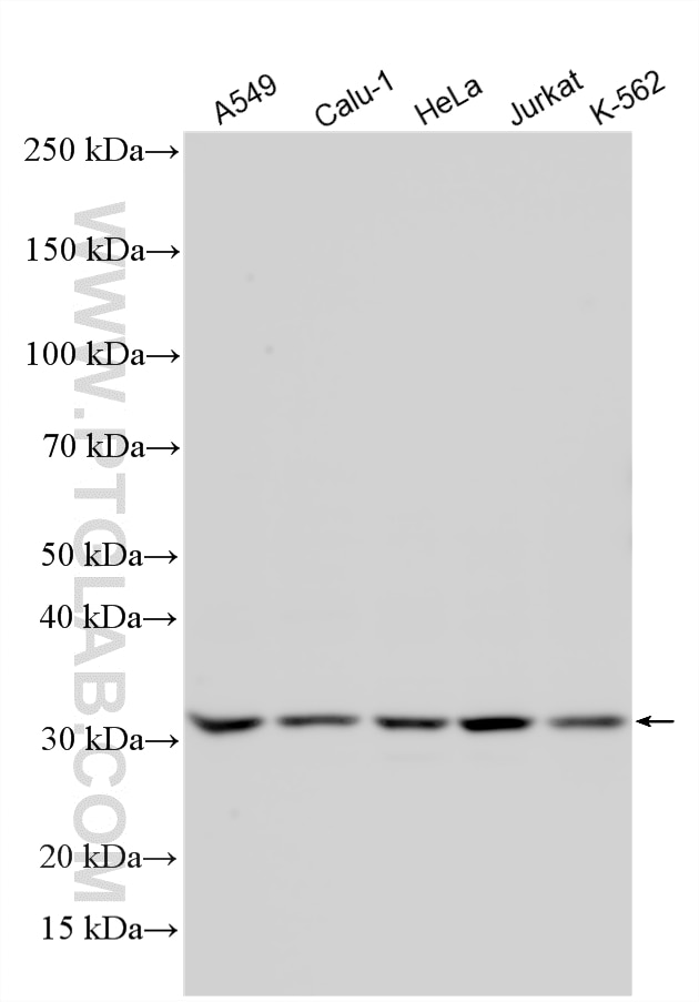 Various lysates were subjected to SDS PAGE followed by western blot with 21229-1-AP (USB1 antibody) at dilution of 1:2000 incubated at room temperature for 1.5 hours. Western Blot (WB) analysis of various lysates using USB1 Polyclonal antibody (21229-1-AP)
