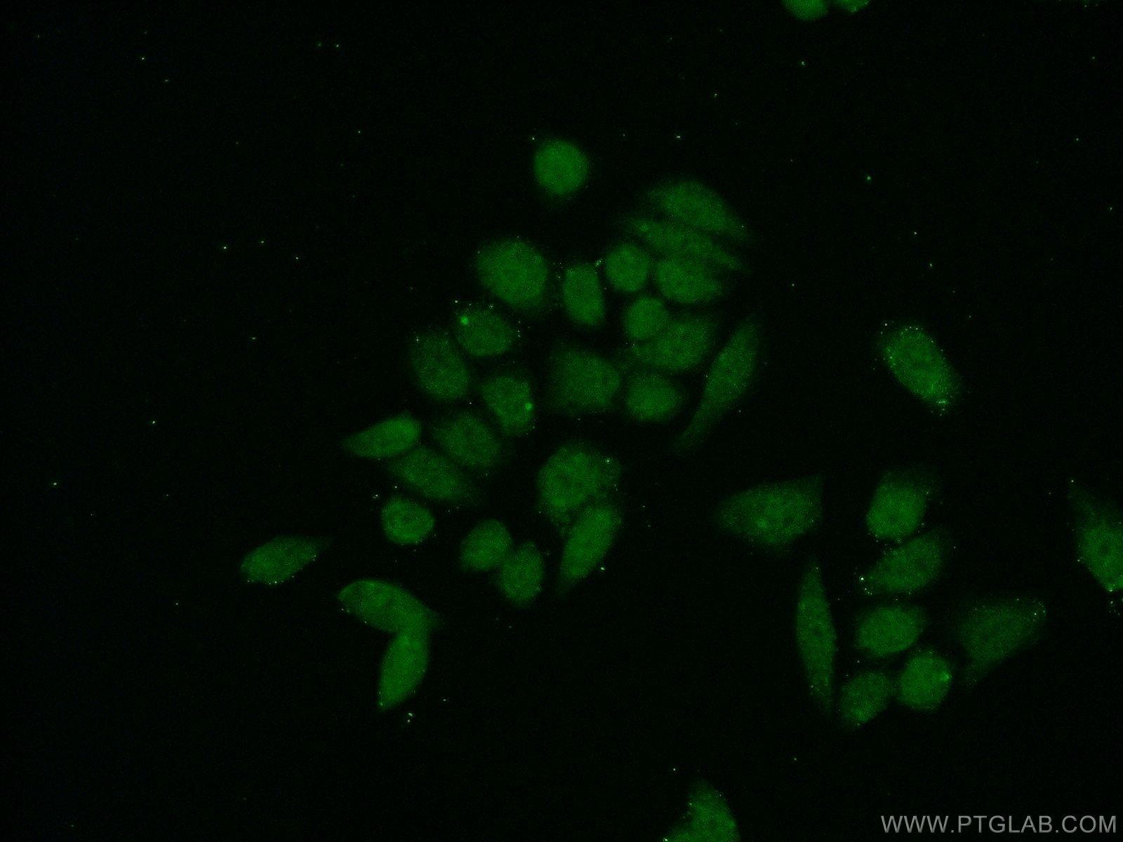 Immunofluorescence (IF) / fluorescent staining of HeLa cells using USF1 Polyclonal antibody (22327-1-AP)