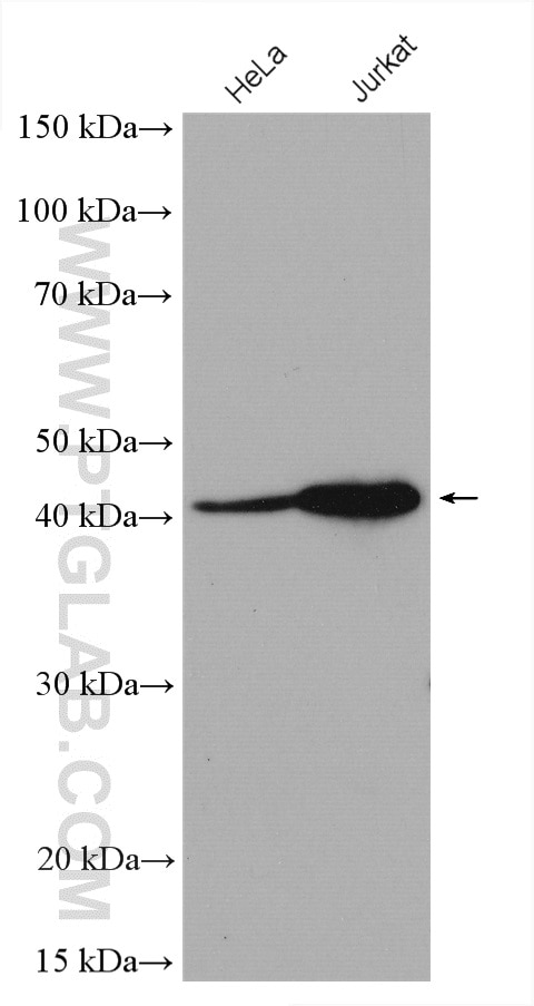 Western Blot (WB) analysis of various lysates using USF1 Polyclonal antibody (22327-1-AP)