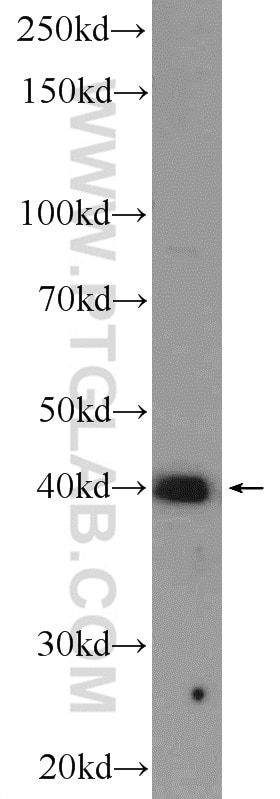 Western Blot (WB) analysis of K-562 cells using USF1 Polyclonal antibody (22327-1-AP)