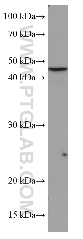 Western Blot (WB) analysis of HeLa cells using USF1 Monoclonal antibody (67114-1-Ig)