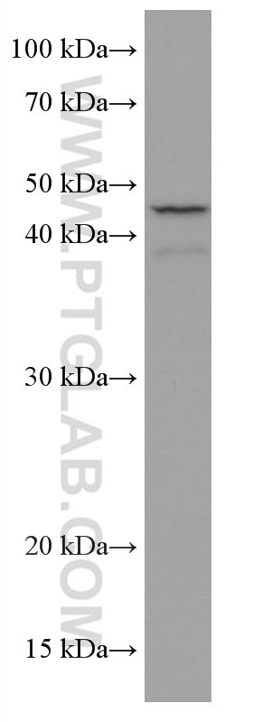 Western Blot (WB) analysis of HEK-293 cells using USF1 Monoclonal antibody (67114-1-Ig)