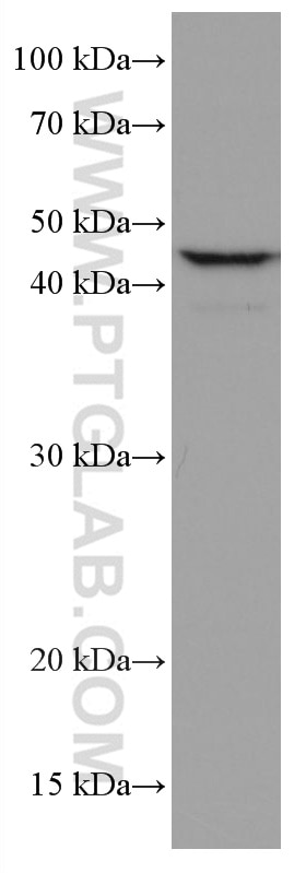 Western Blot (WB) analysis of HT-29 cells using USF1 Monoclonal antibody (67114-1-Ig)