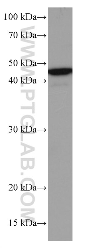 Western Blot (WB) analysis of K-562 cells using USF1 Monoclonal antibody (67114-1-Ig)