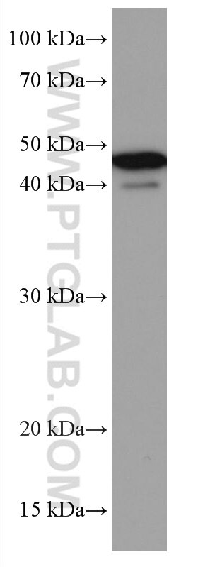 Western Blot (WB) analysis of HSC-T6 cells using USF1 Monoclonal antibody (67114-1-Ig)